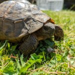 Neyland Tortoise