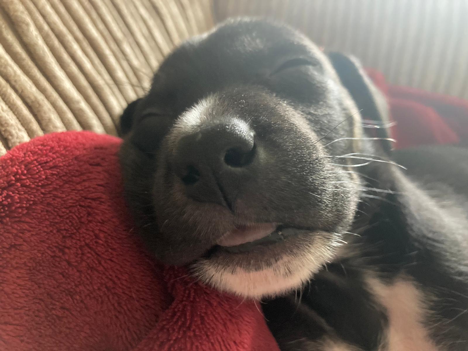 Dave the puppy after being rescued