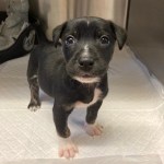 Dave the puppy who was abandoned at Cwm Level playing fields in Brynhyfryd, Swansea