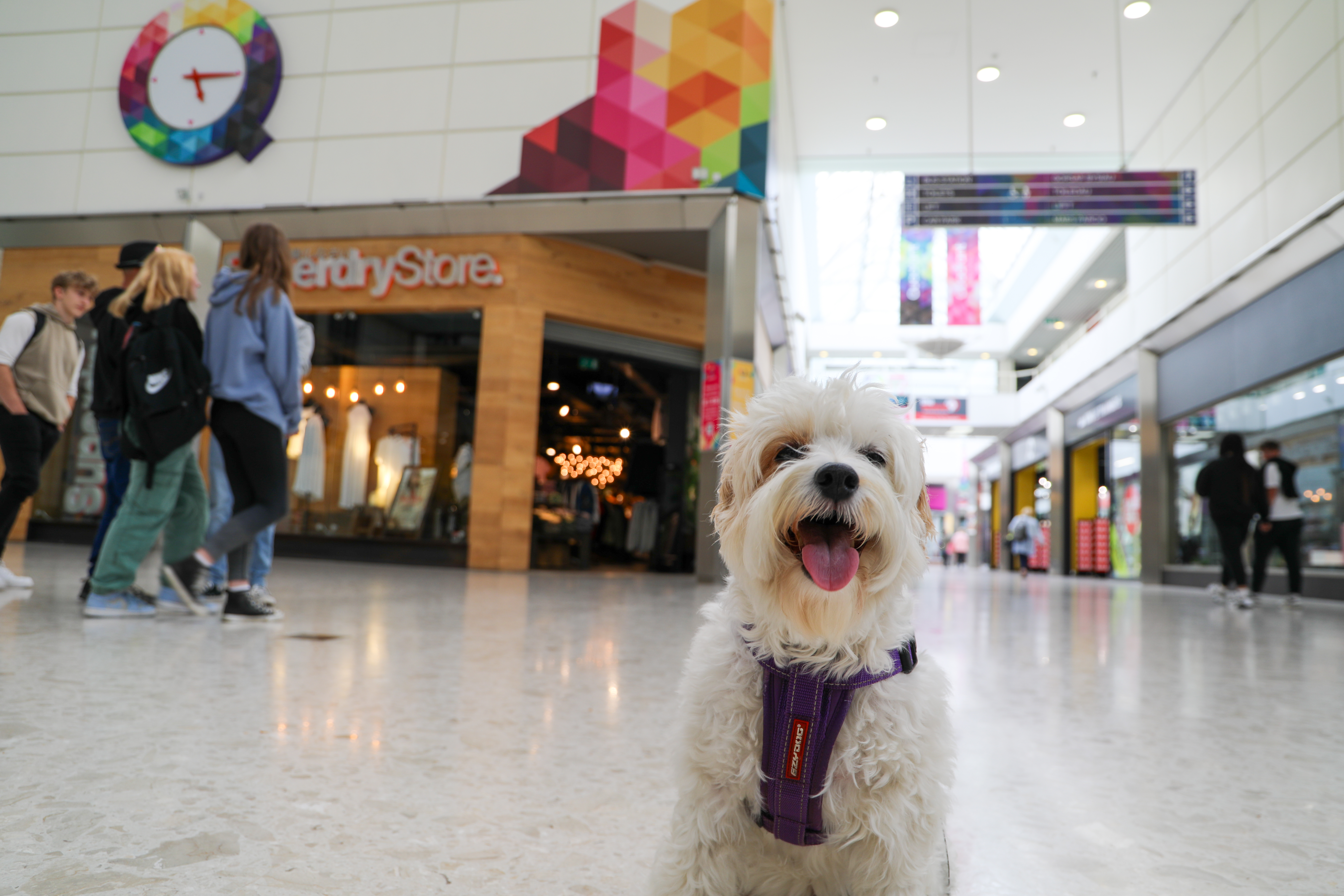 Swansea's Quadrant is to become Wales' first dog friendly shopping centre