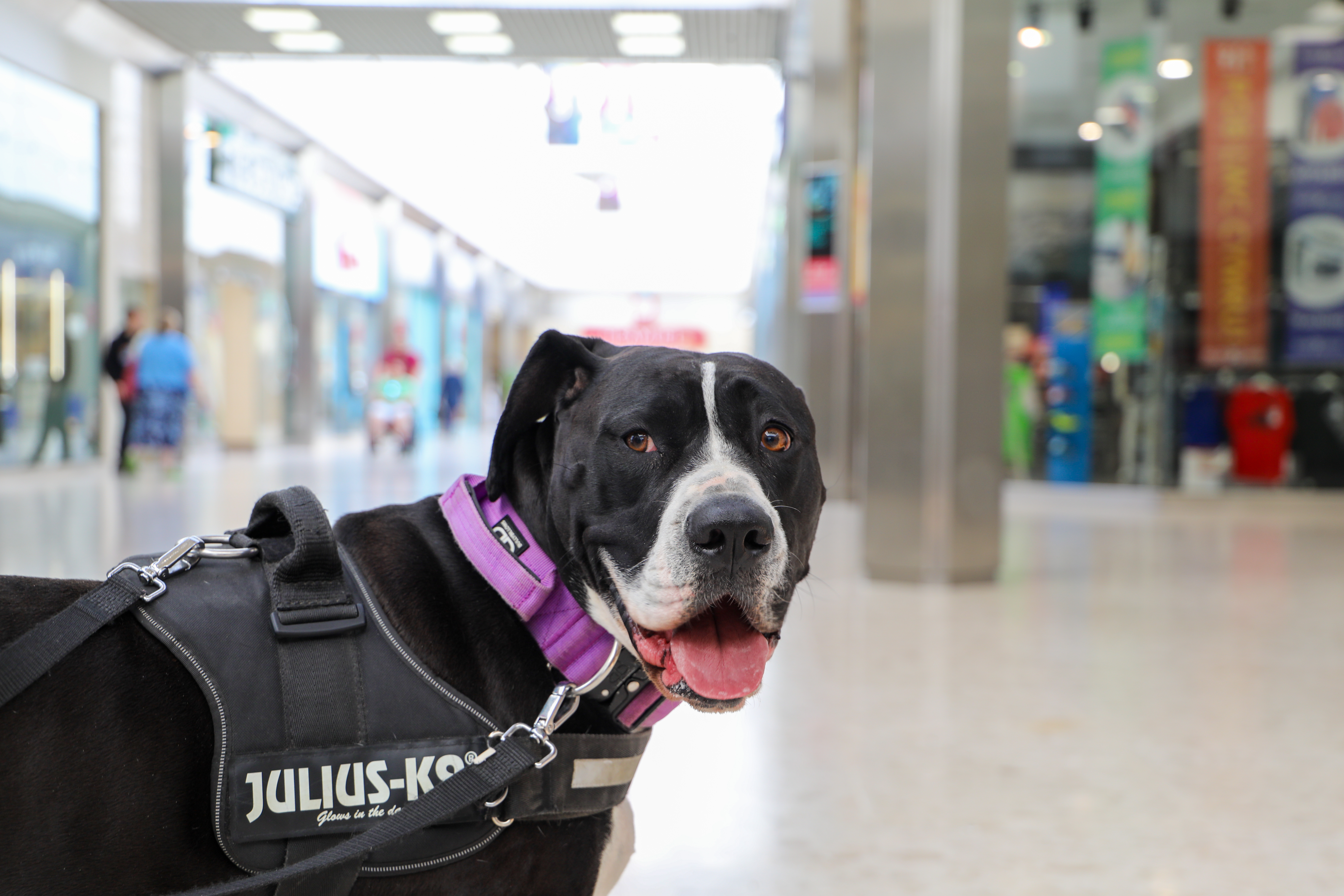 Walkies can now include shopping at Swansea's Quadrant