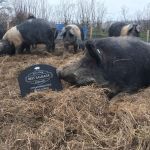 One of Red Valley Pigs' herd with last year's award