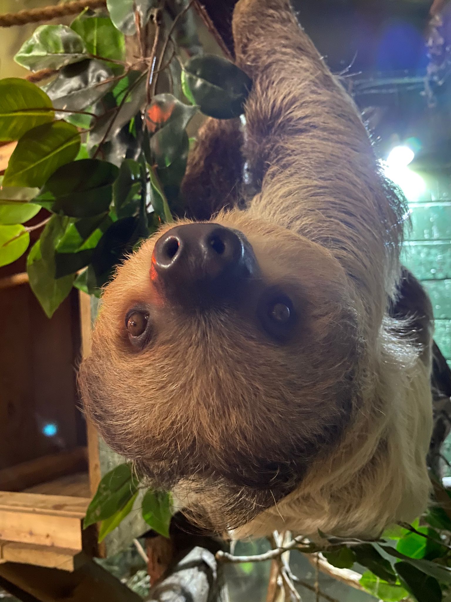Button the sloth