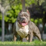 XL Bully Dog