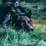 dog laying on grass