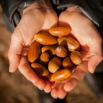 Acorns