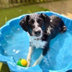 Brody Collie x in paddling pool