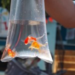 Three goldfish in a plastic bag at a carnival