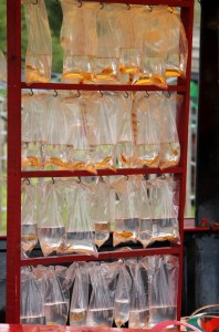 A display of live goldfish in bags at a funfair
