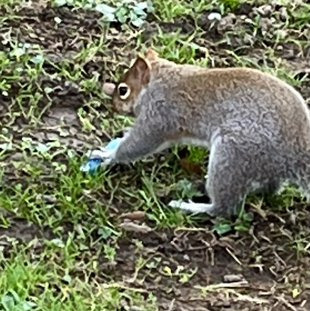 Squirrel with disposable vape