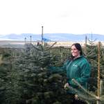 Dobbies Christmas Trees