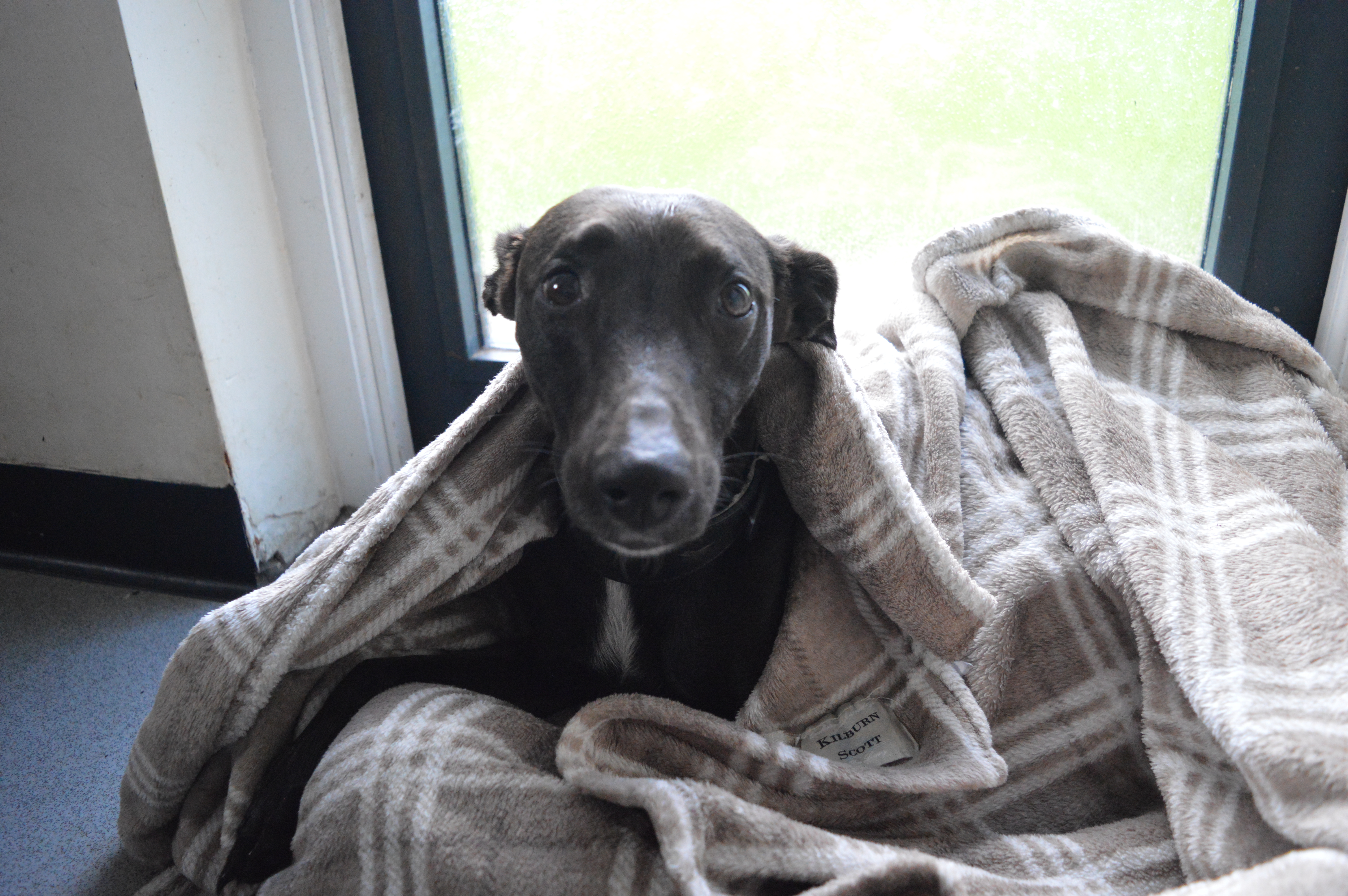 Pepper is looking for a new home after spending almost three Christmases with RSPCA's Llys Nini centre