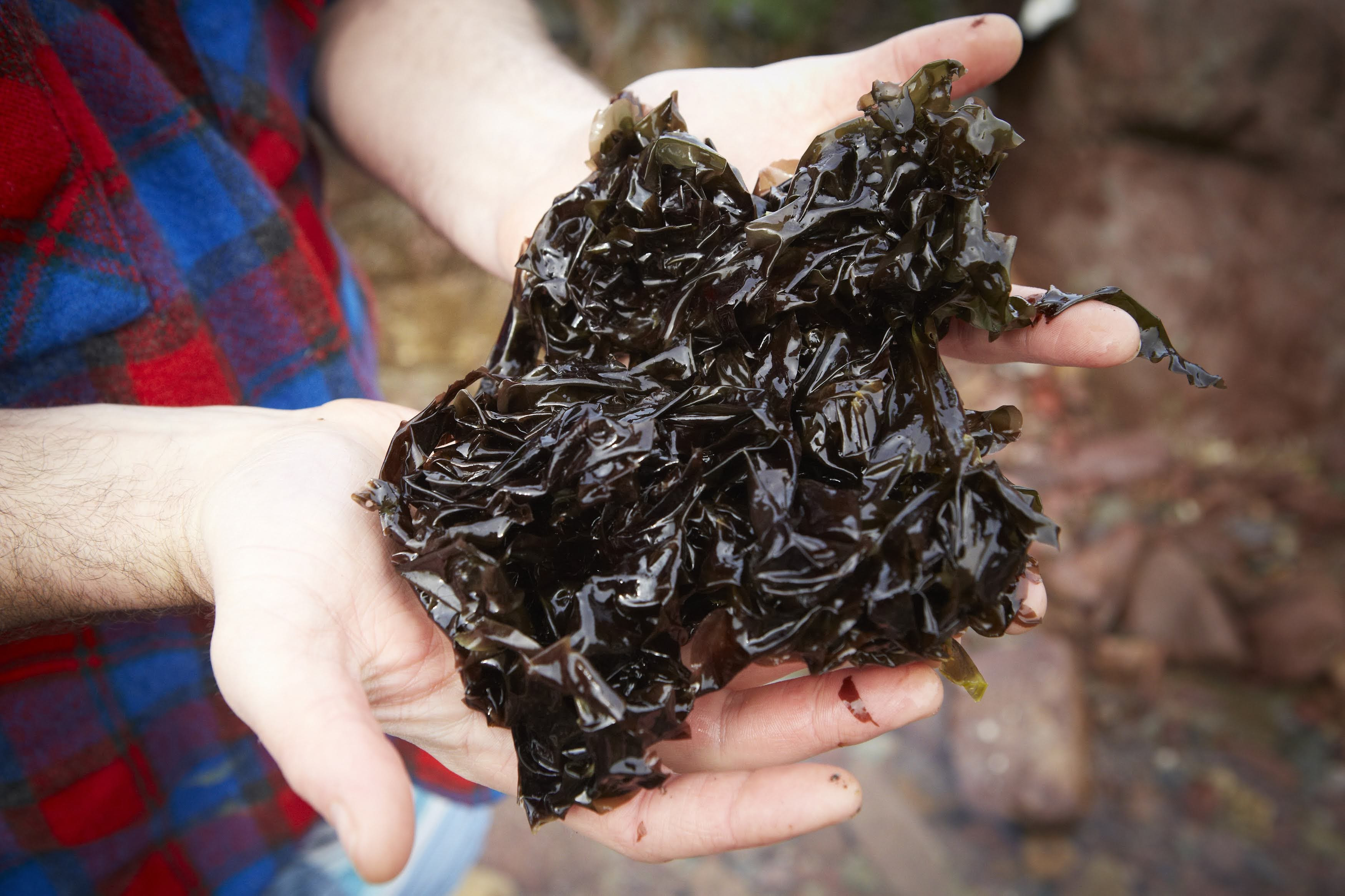 Jonathan Williams collecting seaweed