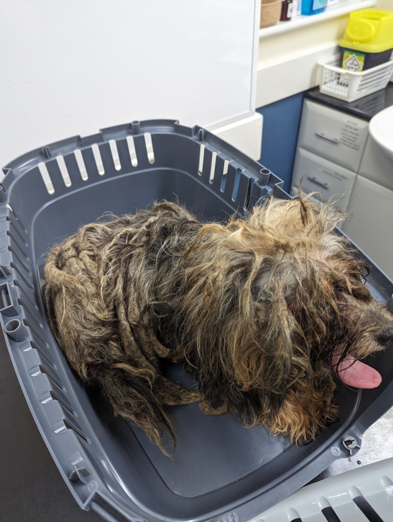 Appeal launched after dog with matted coat found in Cwmavon, Port ...