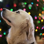 Dog looking at Christmas decorations