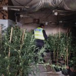 Cannabis found at a property on Townhill Road