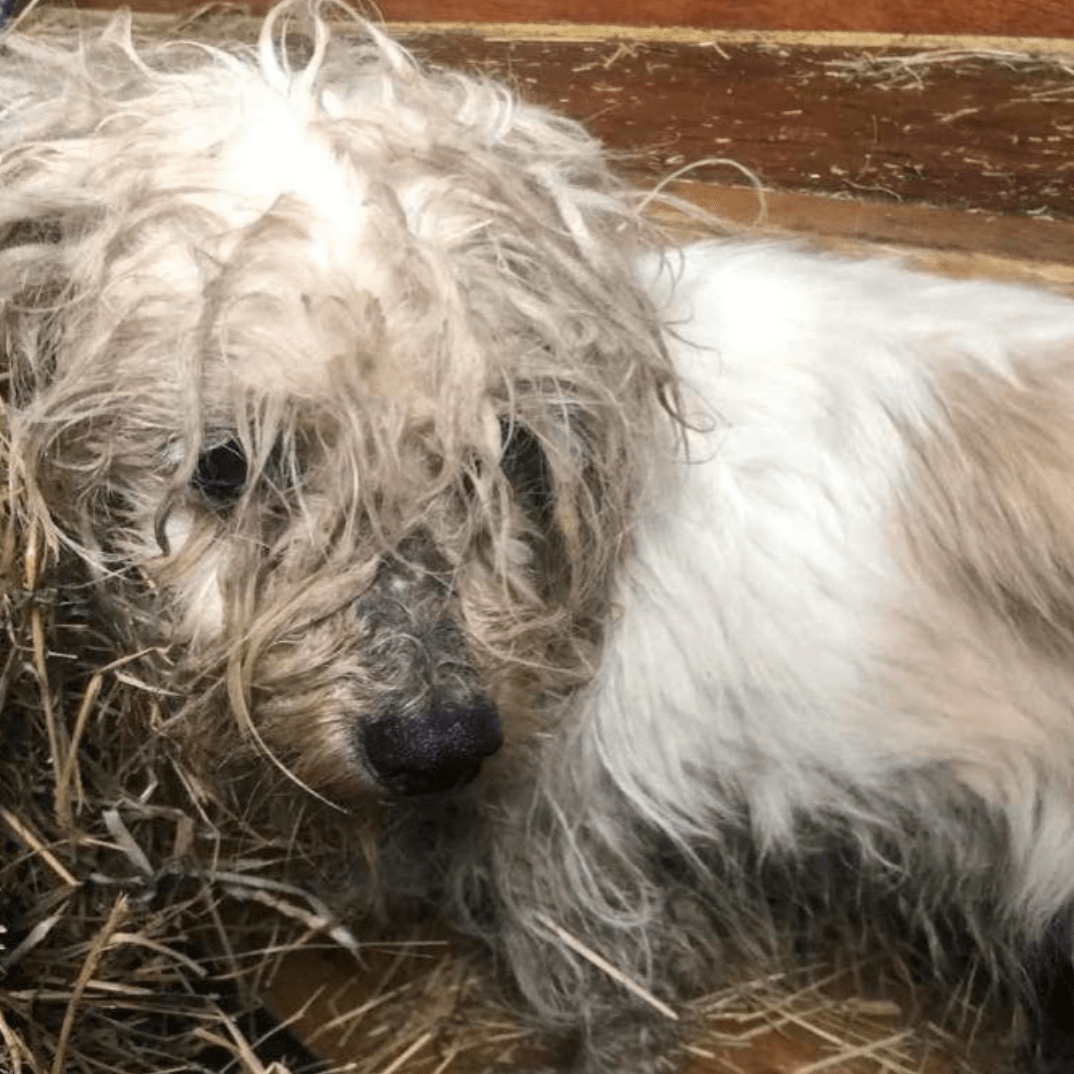 The white terrier dog found abandoned in Fochriw, South Wales