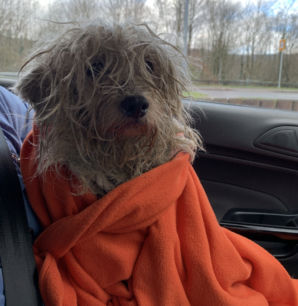 The white terrier dog found abandoned in Fochriw, South Wales