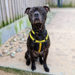 Romeo the staffie is looking for a new home