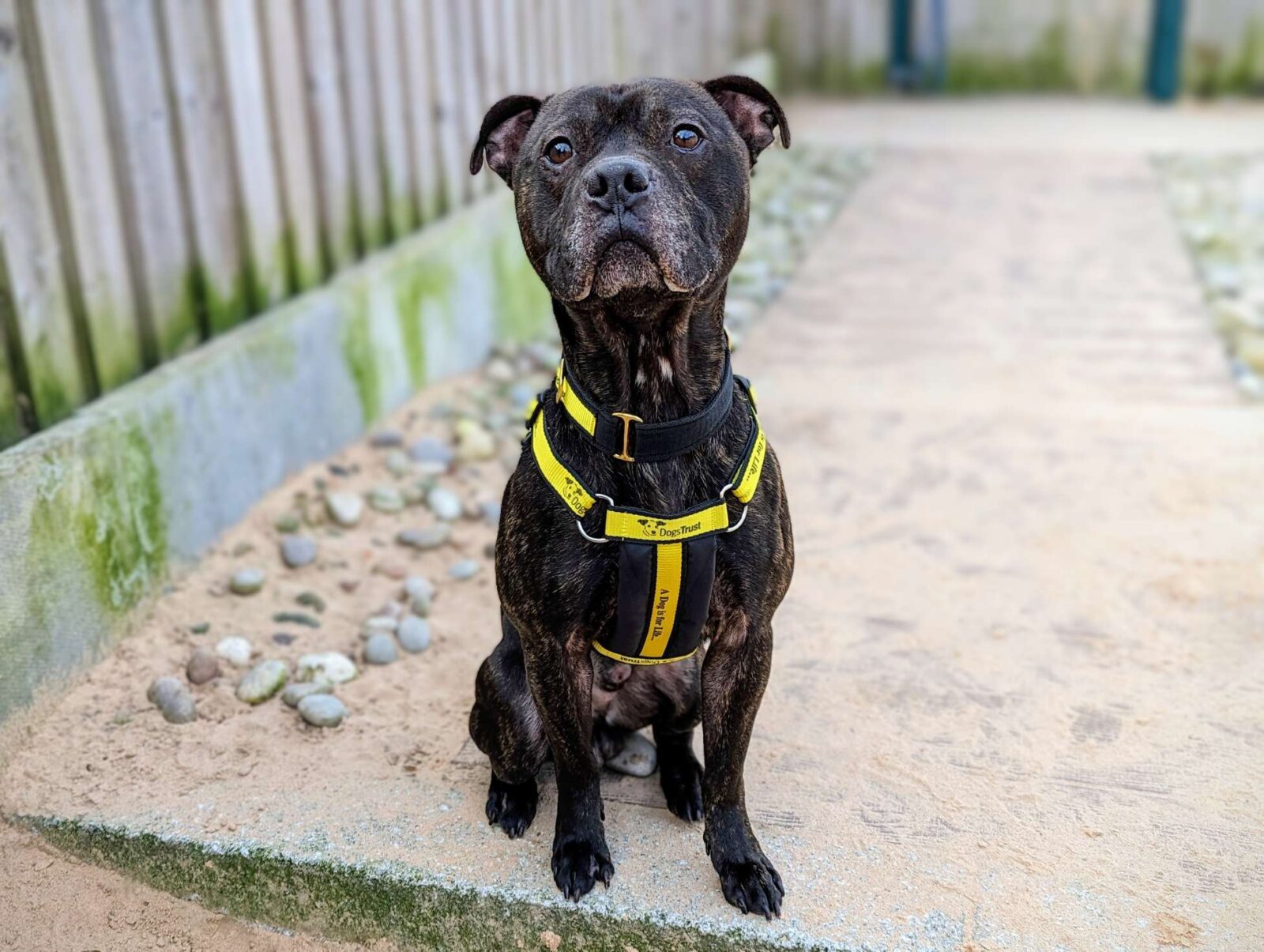 Romeo the staffie is looking for a new home
