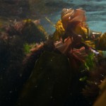 seaweed