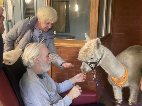 Eric the alpaca at Tonna Hospital (Image: Swansea Bay NHS)