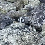 Badger on the rocks