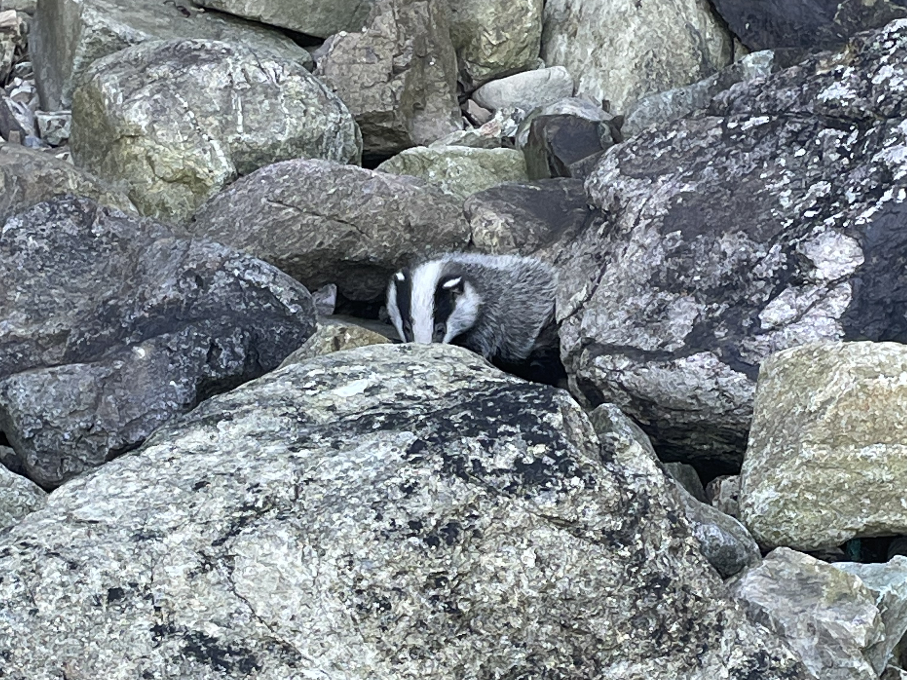 Badger on the rocks