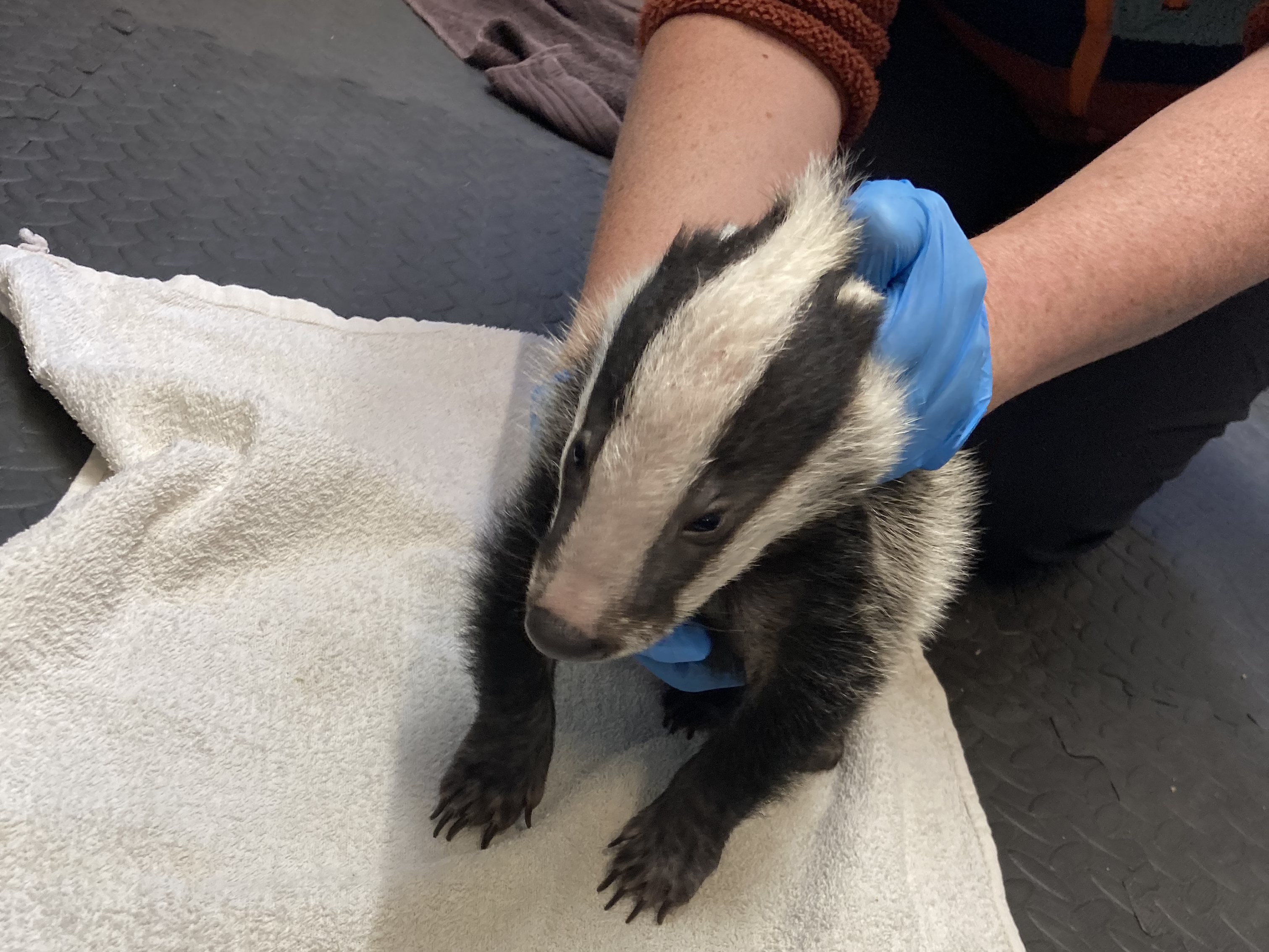 The rescued badger cub
