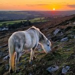 Gower Pony (Image: Georgios Dimitropoulos / Swansea University)