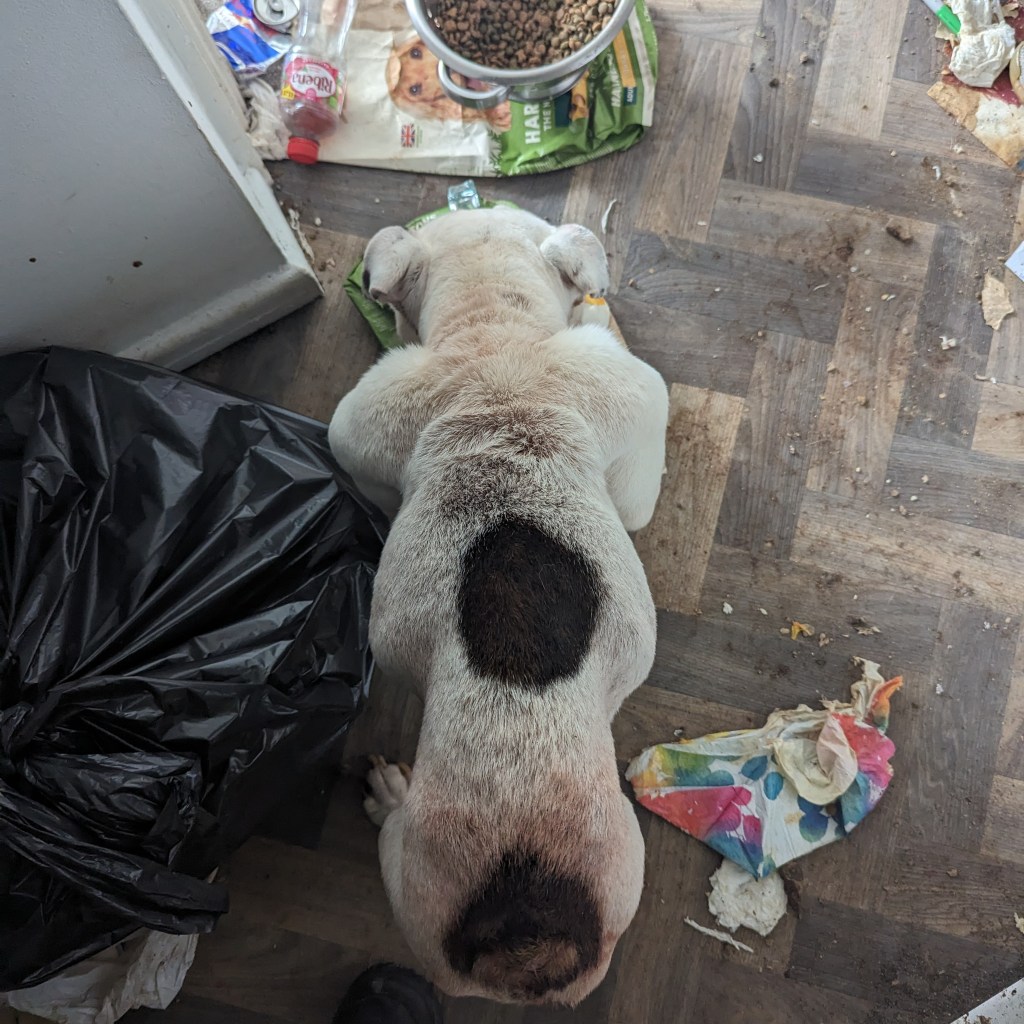 Dave the bulldog was abandoned in a flat in the Uplands area of Swansea