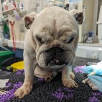 Dave the bulldog was abandoned in a flat in the Uplands area of Swansea