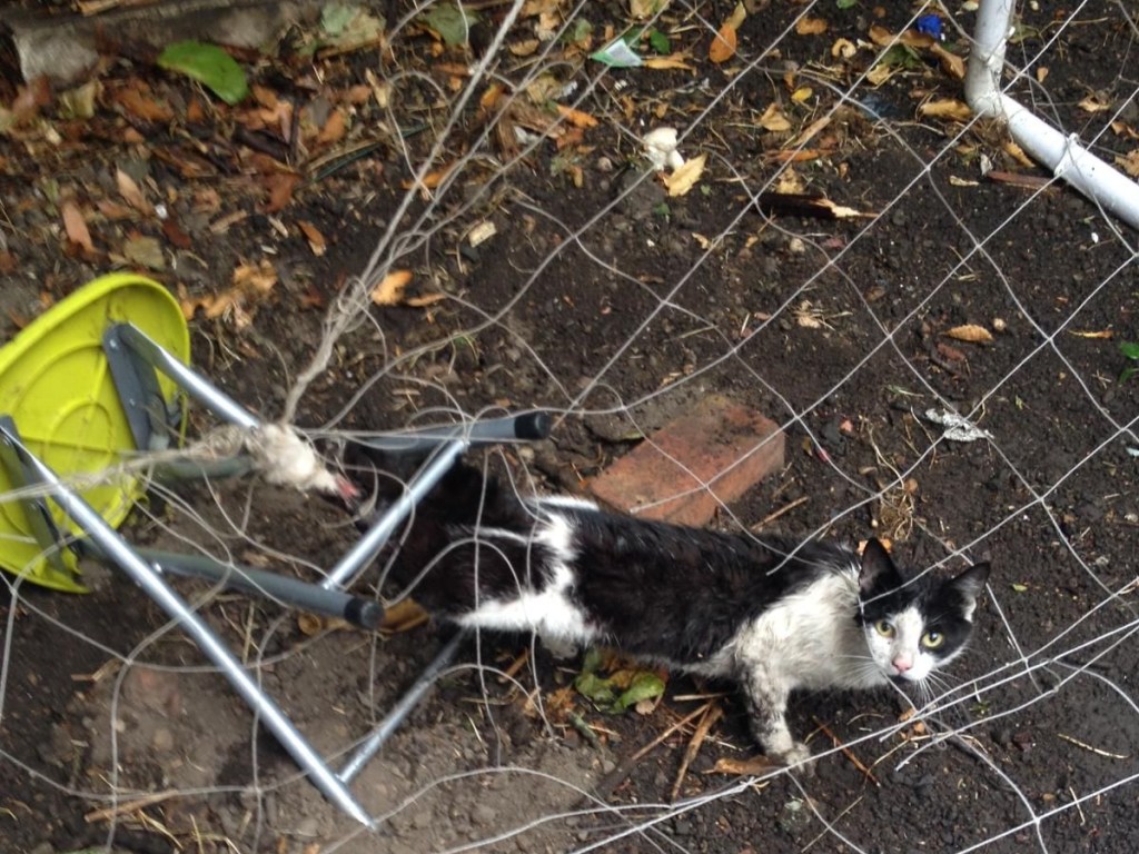 A cat caught in a garden's football net rescued by the RSPCA