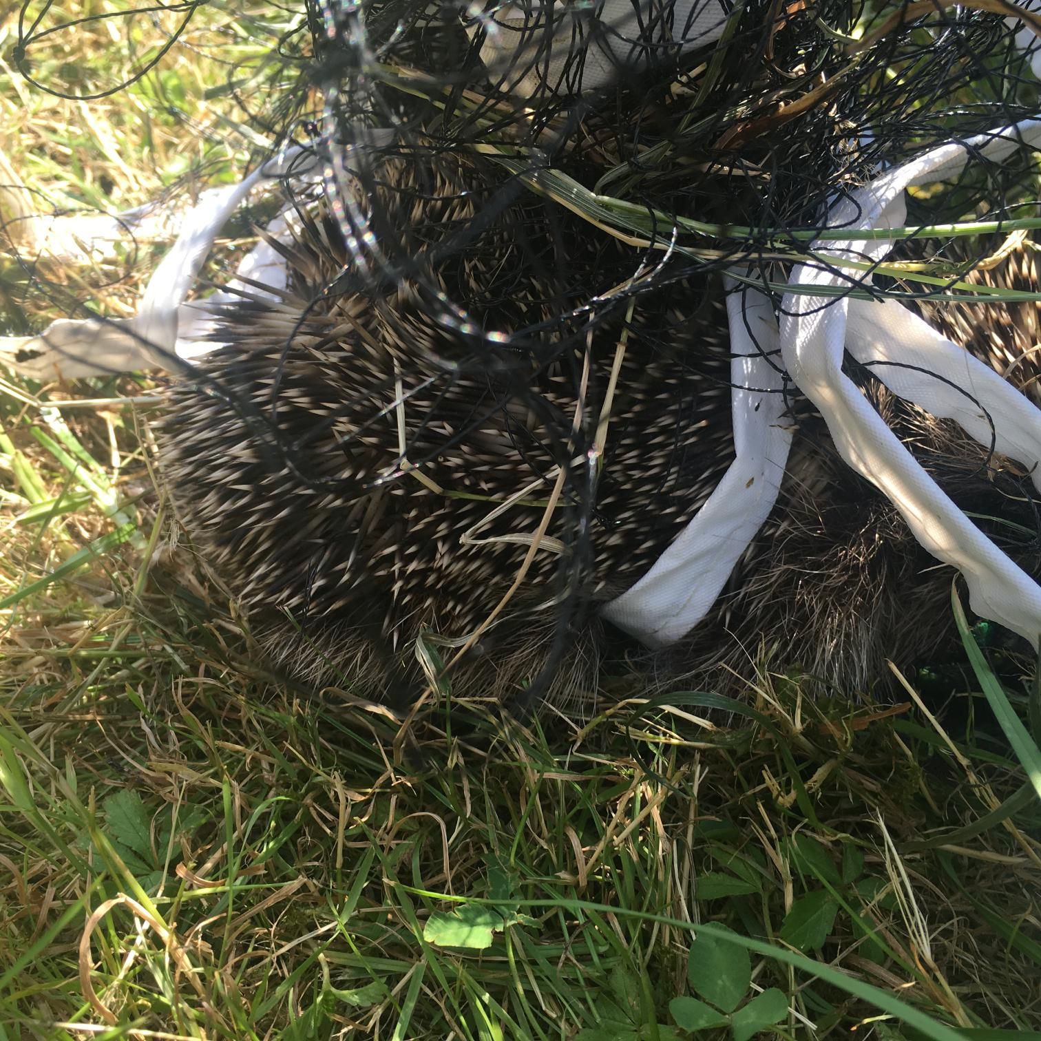 Hedgehog caught in football netting rescued by the RSPCA