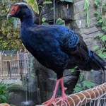 A tropical pheasant has escaped from Plantasia in Swansea