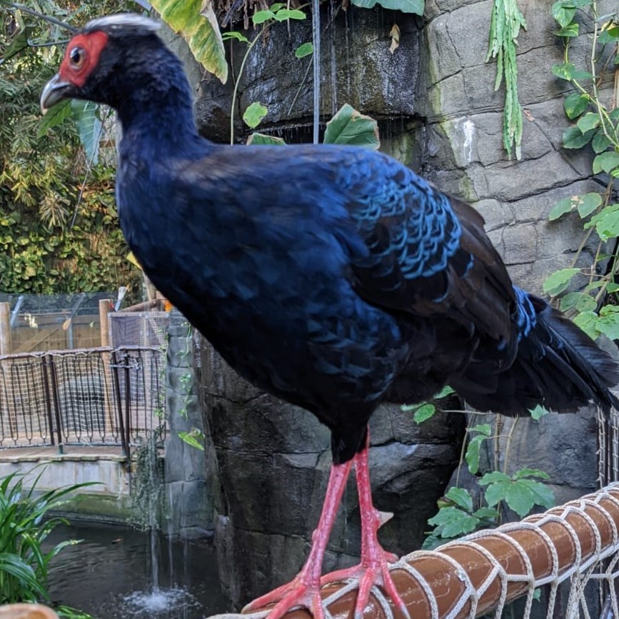 A tropical pheasant has escaped from Plantasia in Swansea