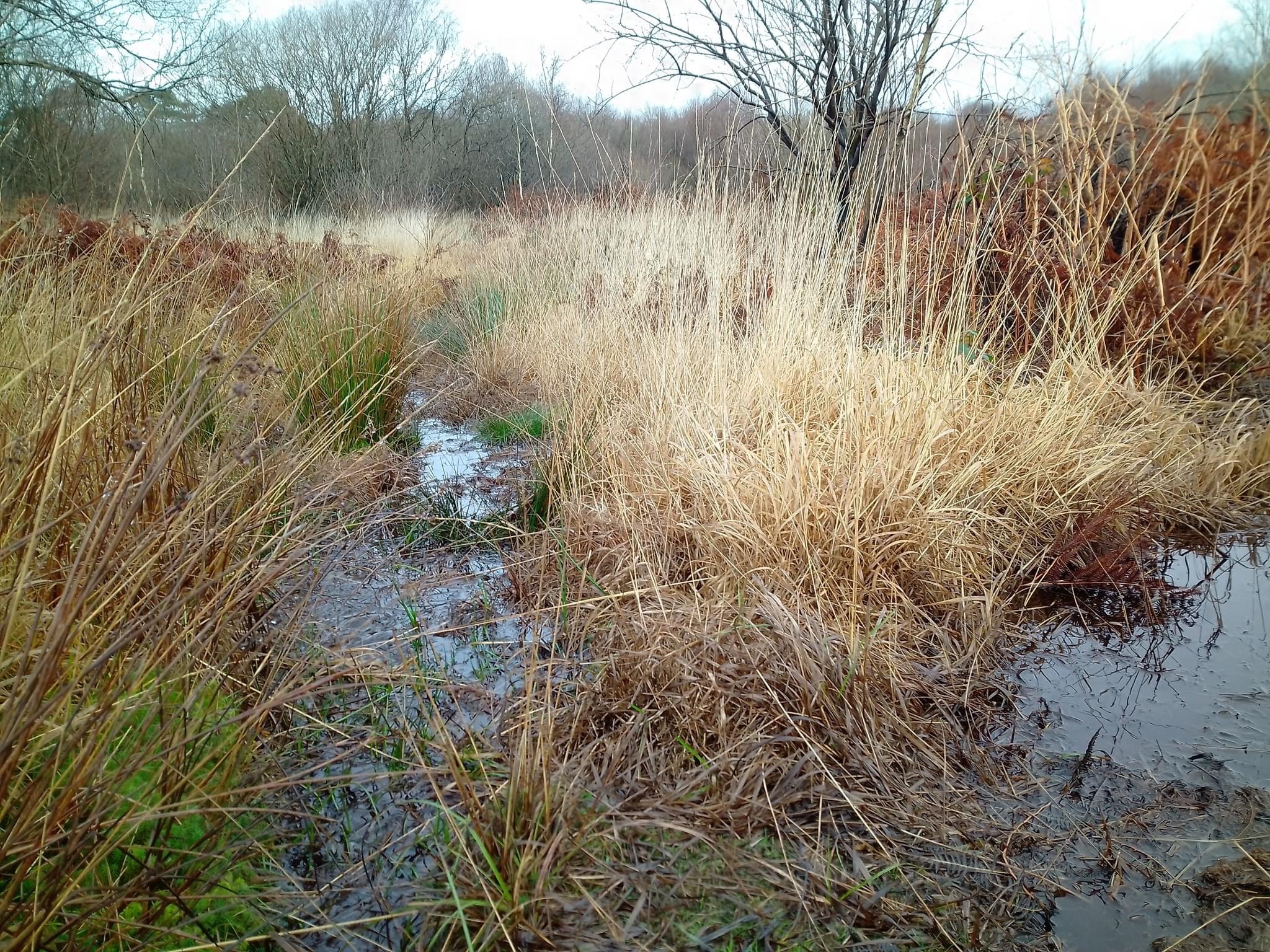 West Cross Common