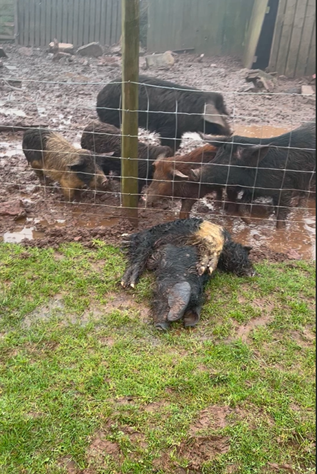 Animals that had been mistreated by Richard Scarfe from Pembroke Dock and Brogan Scarfe from Pembroke
(Image: Pembrokeshire Council)