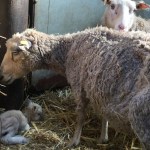 Animals that had been mistreated by Richard Scarfe from Pembroke Dock and Brogan Scarfe from Pembroke (Image: Pembrokeshire Council)