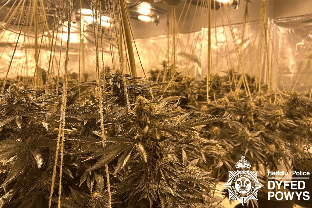 Cannabis plants discovered in Llanelli