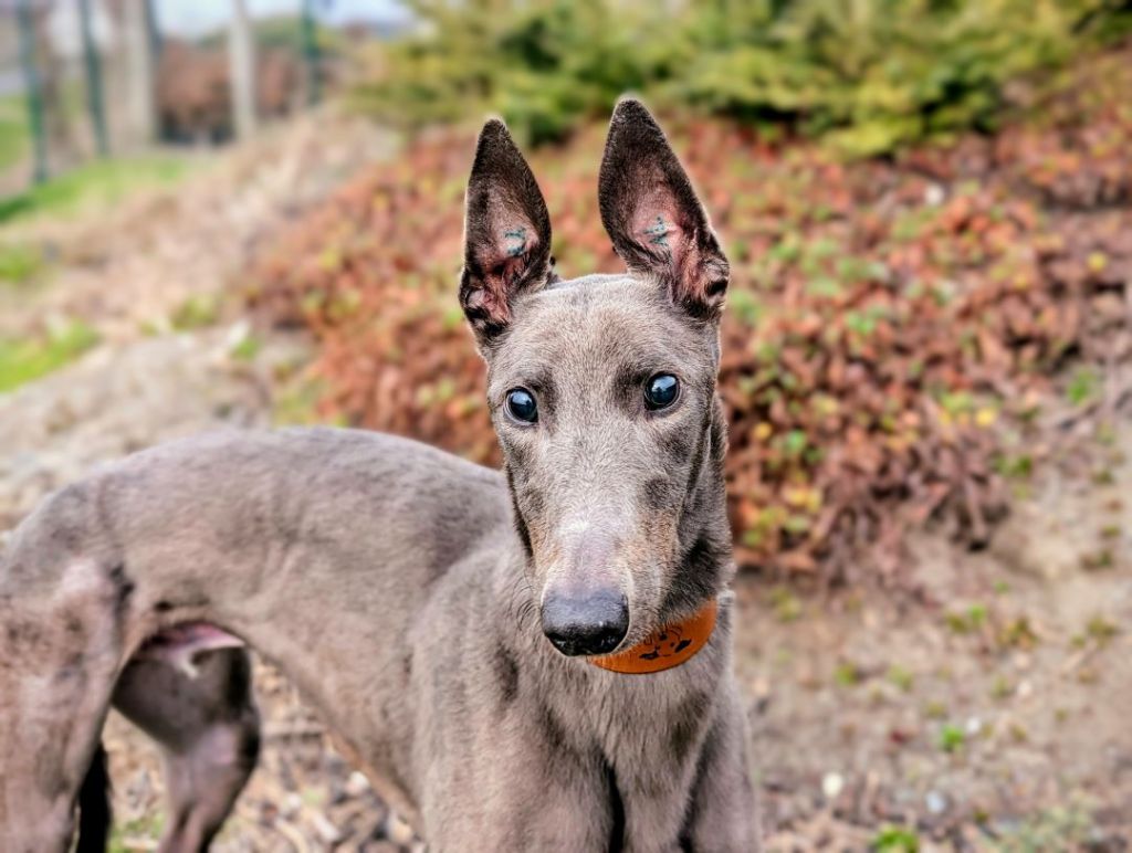 Wonder the former racing greyhound is searching for a special home ...