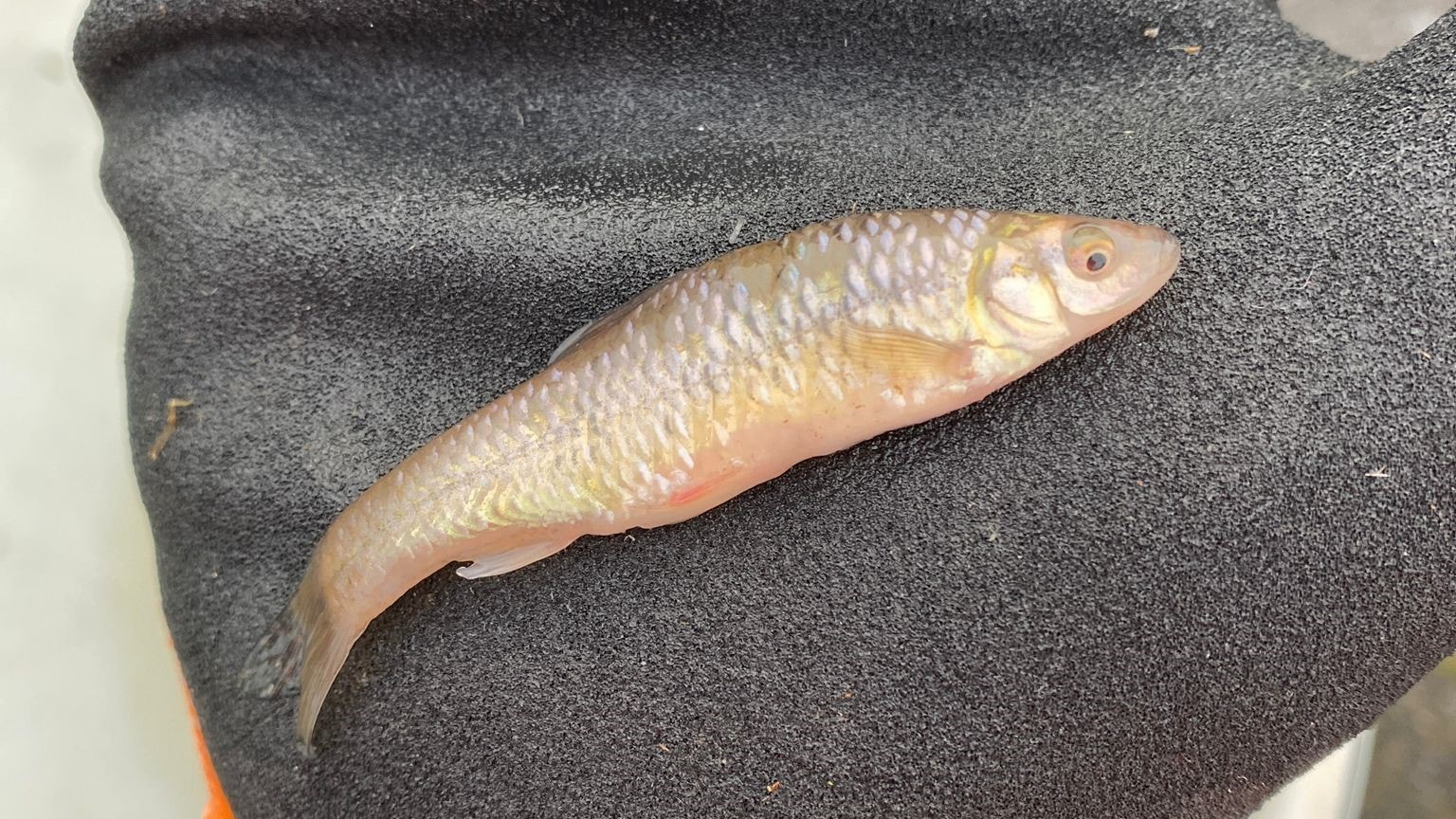 Natural Resources Wales (NRW) has introduced a native fish to several water bodies in Carmarthenshire to control invasive Topmouth Gudgeon populations.