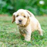 a cocker spaniel puppy on grass