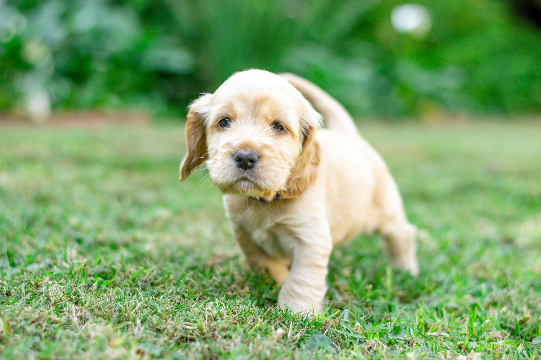 a cocker spaniel puppy on grass
