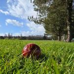 Cricket ball on grass