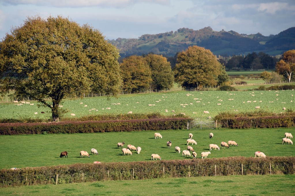 WLMQ Farm, Williams, Red House, Trefeglwys.