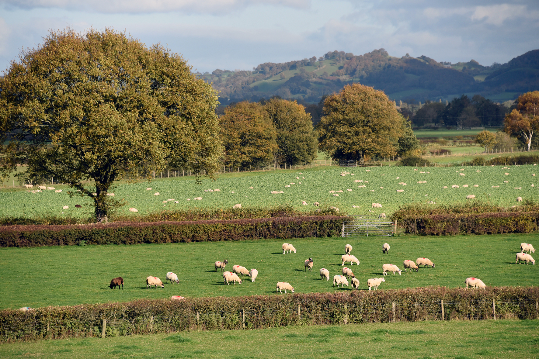 WLMQ Farm, Williams, Red House, Trefeglwys.