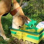Chocolate and some dried fruits are poisonous to dogs but that doesn't mean they can't have fun this Easter