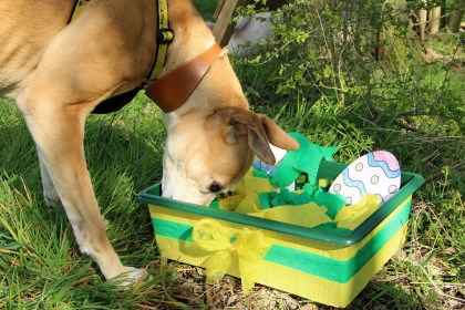 Chocolate and some dried fruits are poisonous to dogs but that doesn't mean they can't have fun this Easter