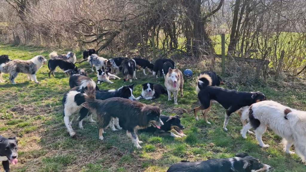 Border Collie Rescue and Rehabilitation Centre